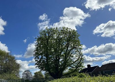 Tree Surgeons Louth