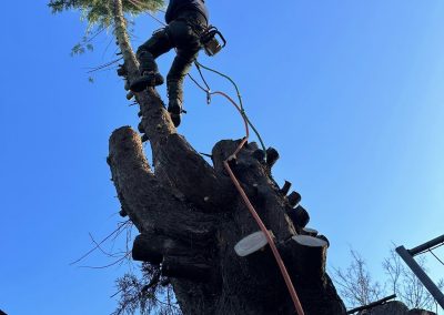 Commercial Tree Surgeons Market Rasen