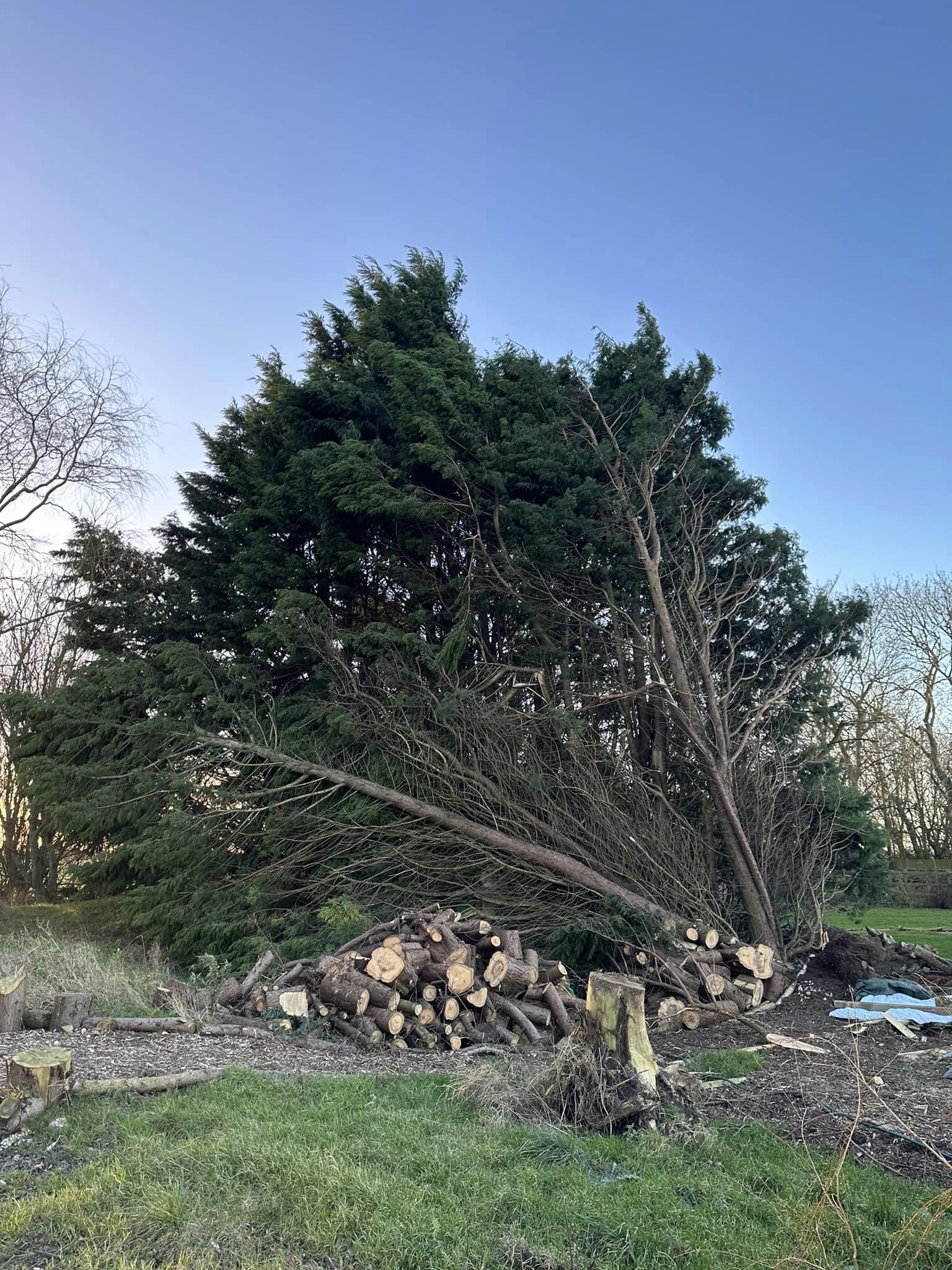 Tree Surgeons Market Rasen