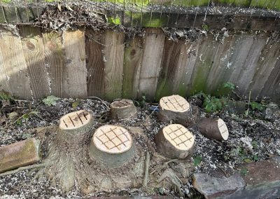 Stump Grinding Market Rasen