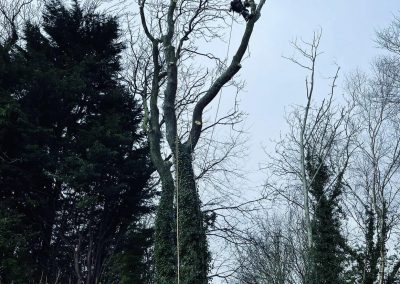 Tree Surgeons Louth