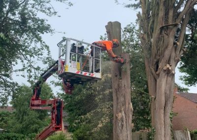 Tree Surgeons Market Rasen