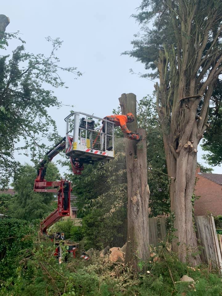 Tree Surgeons Market Rasen