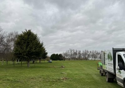 Commercial Tree Surgeons Louth