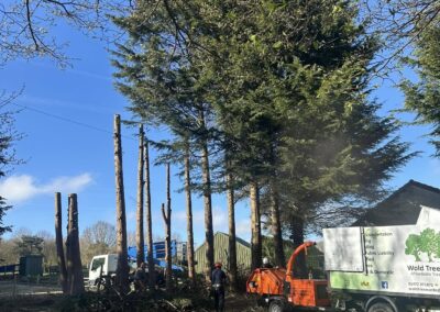 Tree Surgeons Louth