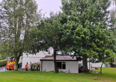 Tree Surgeons Louth