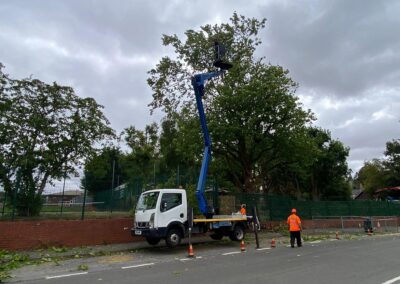 Tree Surgeons Louth