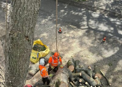Commercial Tree Louth