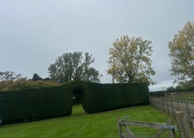 Hedge Trimming Louth