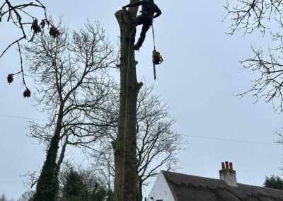 Commercial Tree Surgeons Market Rasen