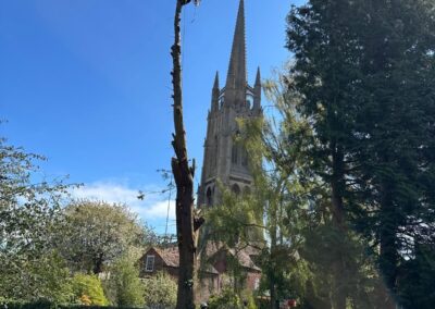 Tree Surgeons Louth