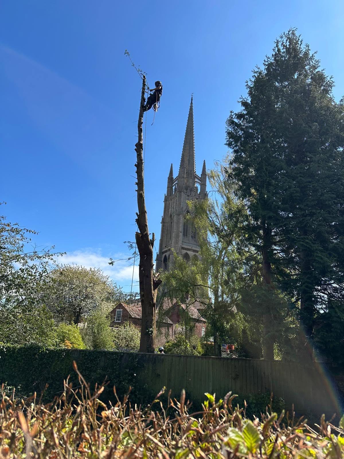 Tree Surgeons Louth