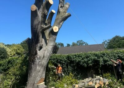 Commercial Tree Surgeons Market Rasen